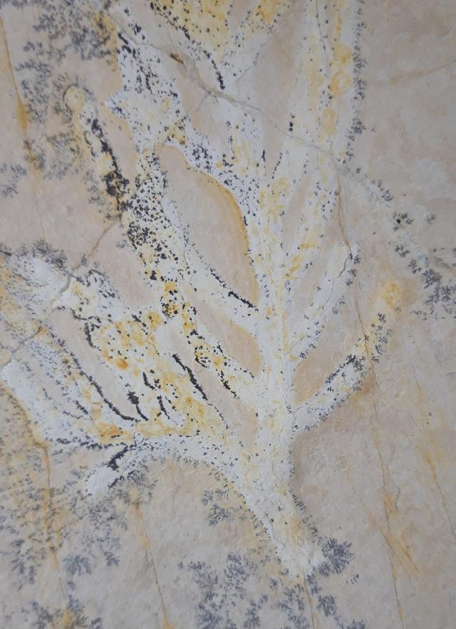Brachyphyllum nepos SAPORTA - Bild &copy; FossNet FossilienStore